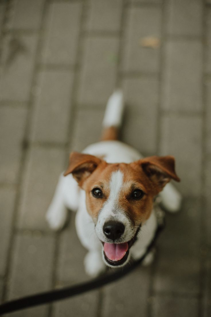 Спасение собачки